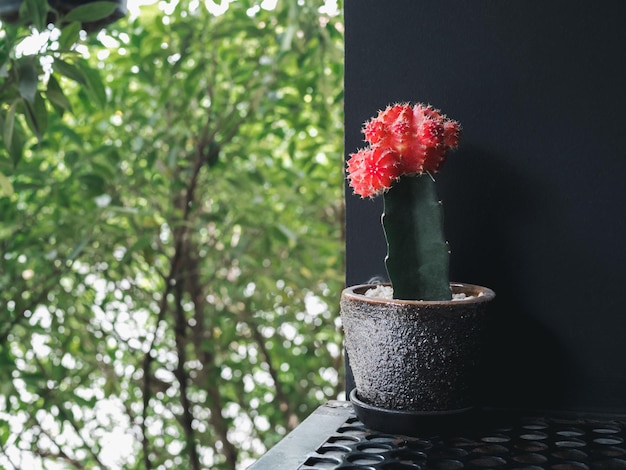 Fresh Redgreen small cactus flower growth in the clay plant pot on steel shelf on wall background near the outdoor garden