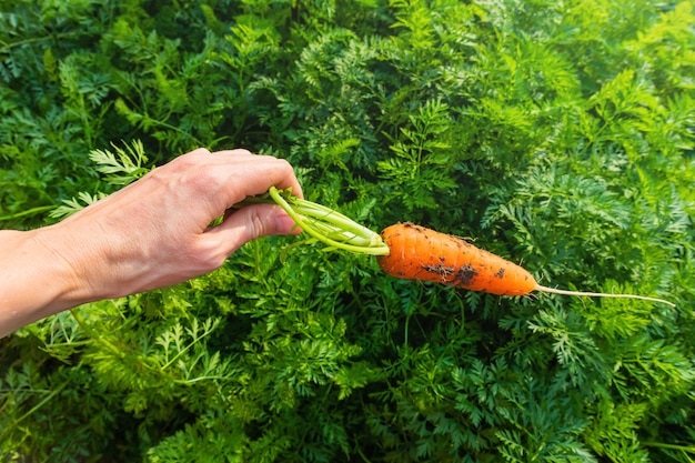 Fresh ripe carrot