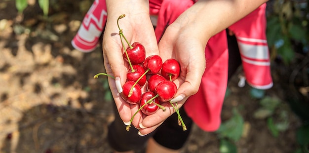 Fresh ripe cherries in a woman's hands