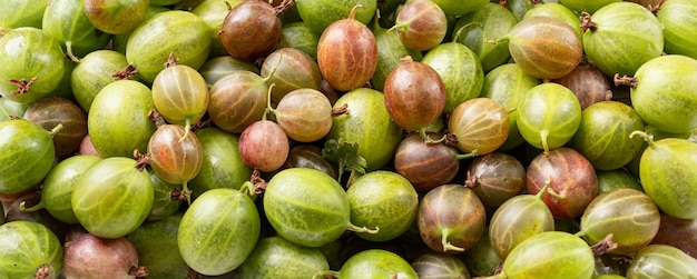 Fresh ripe gooseberries texture flat lay