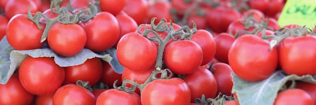 Fresh ripe juicy tomatoes on market with price tags selling vegetables concept