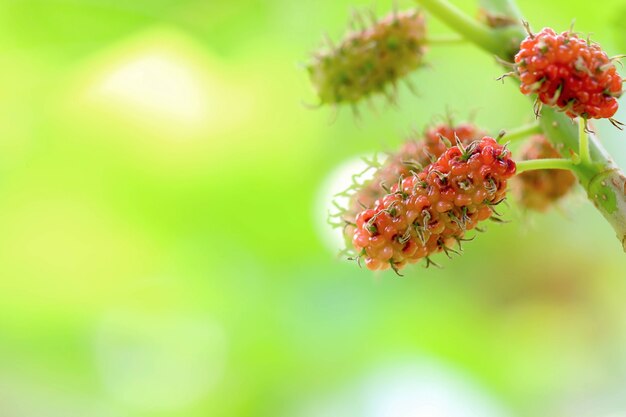 Fresh ripe mulberry berries on tree - Fresh mulberry , black ripe and red unripe mulberries on the branch