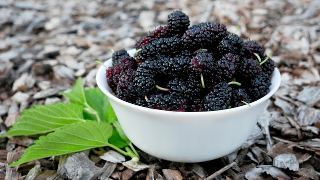 Fresh ripe mulberry berries in a white plate with green leaves on a woody surface