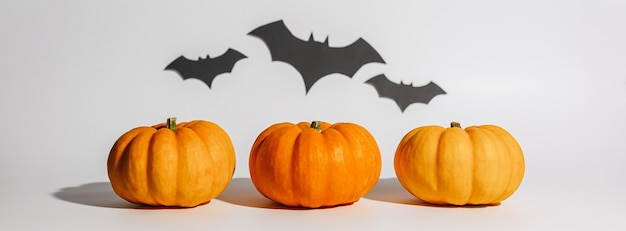 Fresh ripe orange pumpkin on white background. Space with bats Halloween concept