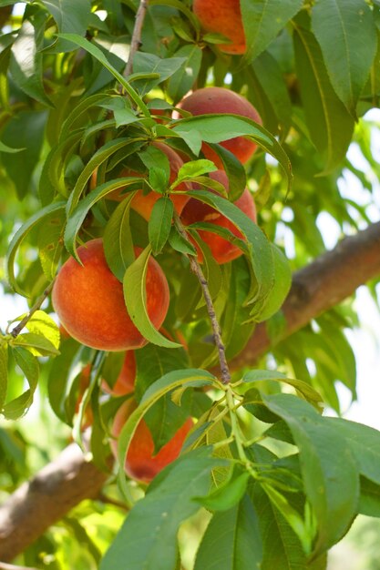 Fresh Ripe Peach fruits on a tree branch with leaves closeup A bunch of ripe Peaches on a branch