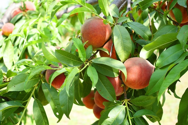 Fresh Ripe Peach fruits on a tree branch with leaves closeup A bunch of ripe Peaches on a branch