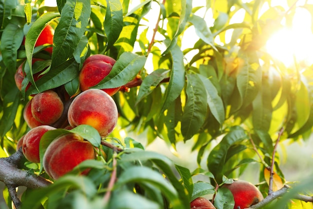 Fresh ripe peaches on tree in garden