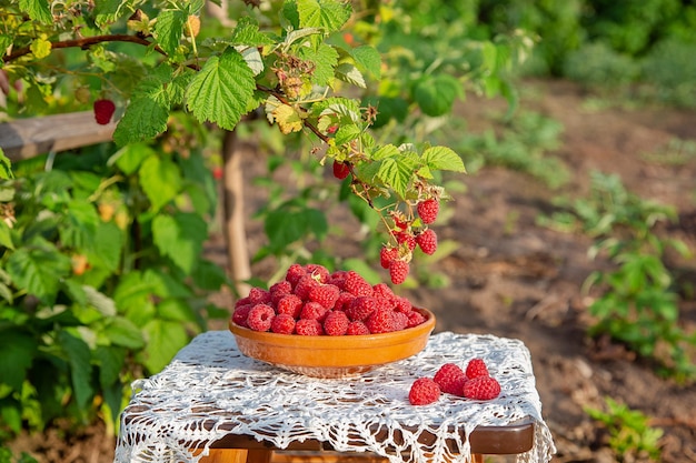 Fresh ripe raspberries in a clay bowl under a raspberry bush