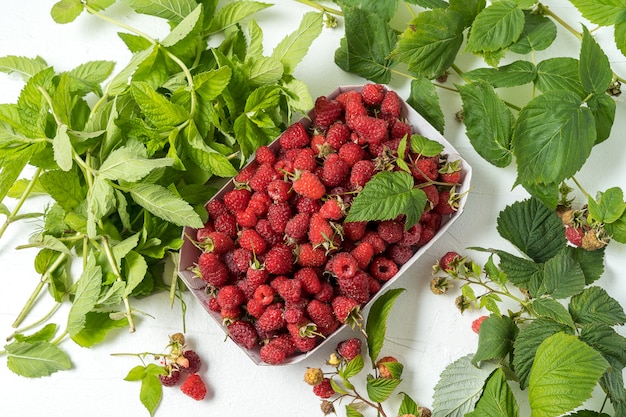 Fresh ripe raspberry in paper bag and mint leaves over white background.