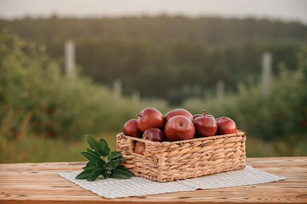 Fresh ripe red apples in the basket on wooden table with natural orchard background Vegetarian fruit composition Harvesting concept