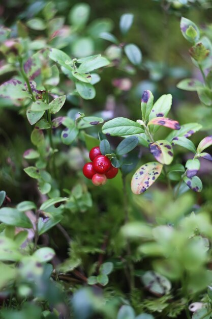 Photo fresh ripe red cranberries growing in the forest