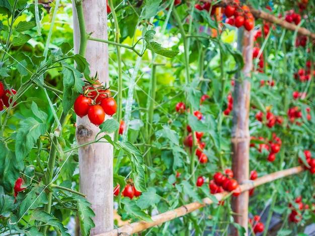 Fresh ripe red tomatoes plant growth in organic greenhouse garden ready to harvest