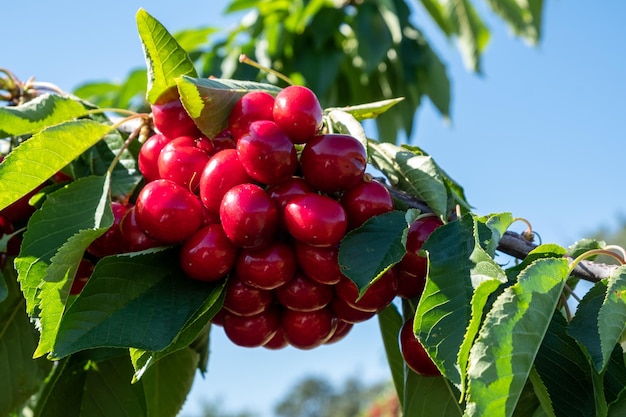 Fresh ripe sour cherry hanging on cherry tree in orchard