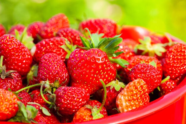 Fresh ripe strawberries on a bowl in the grass