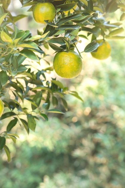 Fresh ripe tangerine mandarin orange on the tree in the orange garden orchard