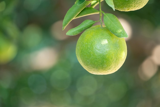 Fresh ripe tangerine mandarin orange on the tree in the orange garden orchard