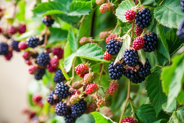 Fresh ripe and unripe organic blackberries growing on the bush with selective focus