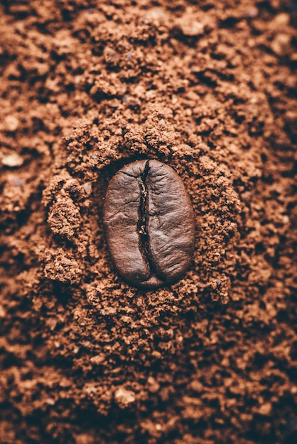 Fresh roasted coffee bean lays on heap of grinded coffee