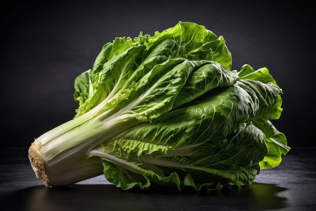 Fresh Romaine Lettuce on Dark Background