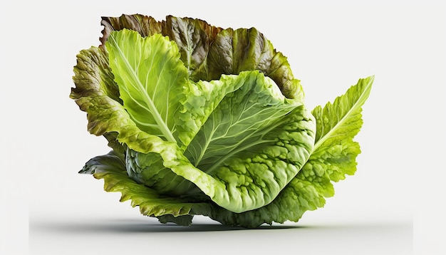 Fresh romaine lettuce leaf vegetables Created by Midjourney