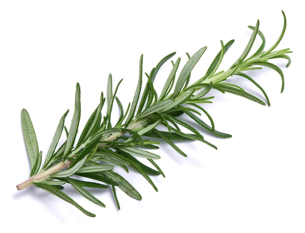 Fresh rosemary branch isolated on white background