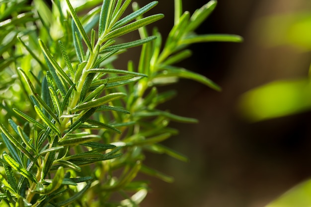 Photo fresh rosemary herb grow outdoor. rosemary leaves close-up.