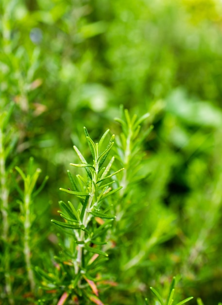 Fresh Rosemary Herb grow outdoor. Rosemary leaves Close-up.