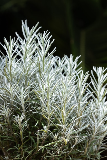 Fresh Rosemary Herb grow outdoor. Rosemary leaves Close-up.