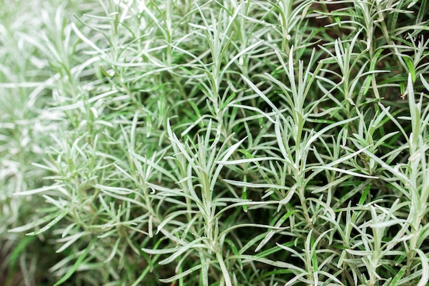 Fresh Rosemary Herb grow outdoor Rosemary leaves Closeup