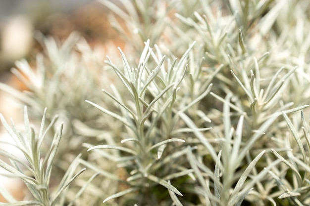 Fresh Rosemary Herb grow outdoor Rosemary leaves Closeup