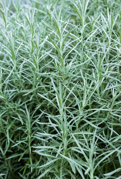 Fresh Rosemary Herb grow outdoor Rosemary leaves Closeup