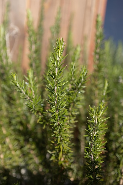 Fresh Rosemary Herb grow outdoor Rosemary leaves Closeup