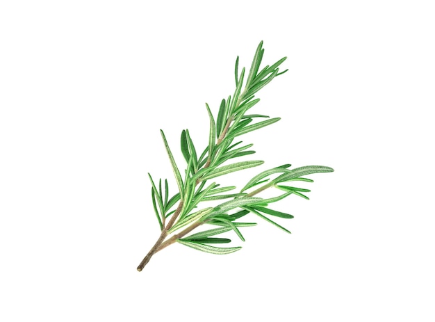 Fresh rosemary isolated on a white background