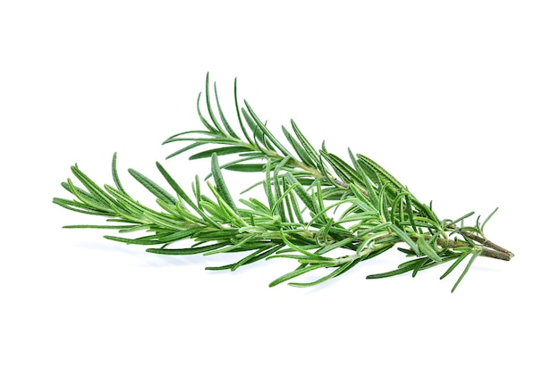 Fresh rosemary isolated on white background