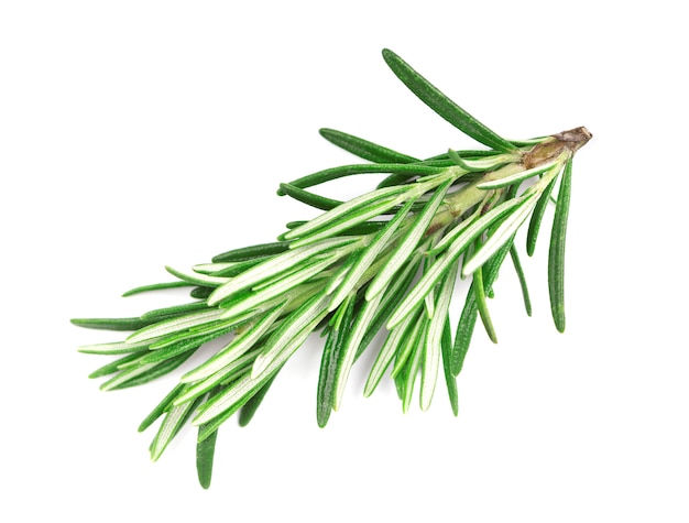 Fresh rosemary isolated on white .