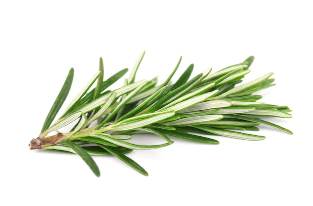 Fresh rosemary isolated on white .