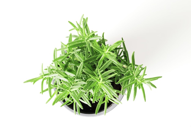 Fresh rosemary in a pot isolated on white background