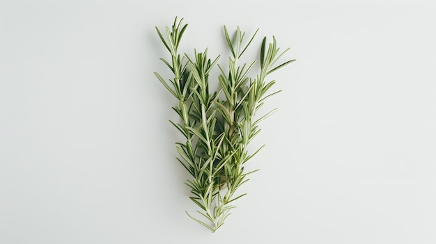 Photo fresh rosemary sprigs