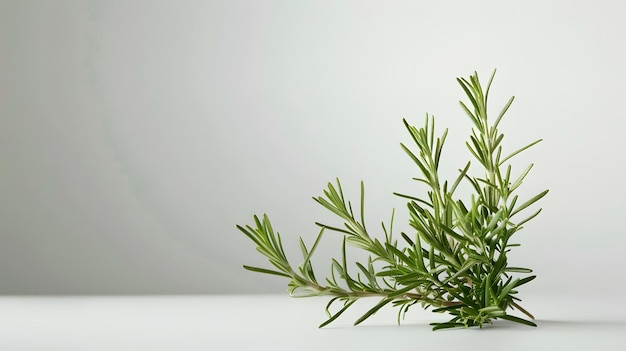 Photo fresh rosemary sprigs