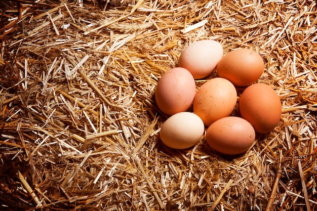 Fresh rural eggs in straw