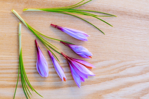 Fresh saffron stem and flower on a wooden surface. Copy space. Place for your text.