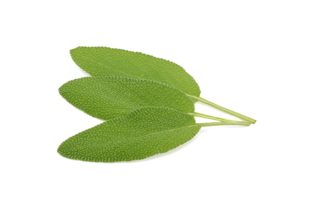 Fresh sage leaves isolated on white