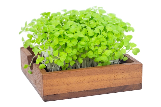 Fresh salad sprouts in wooden cup isolated on white background