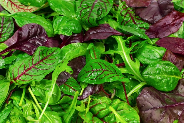 Fresh salad with arugula purple lettuce spinach Lettuce background Vegan Proper nutrition