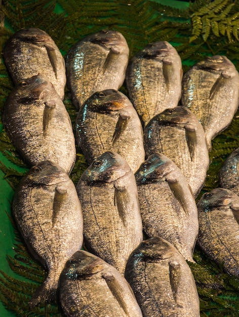 Fresh for sale at fish market