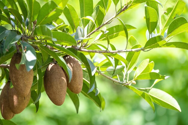 Fresh Sapodilla fruit on hanging from branch Sapodilla tree garden and healthy food concept group of Sapodilla macro