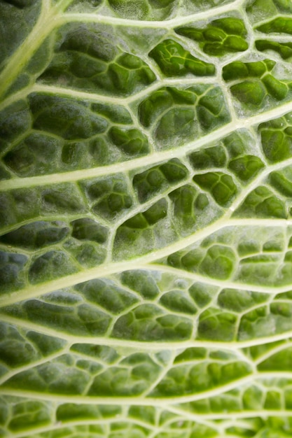 Fresh savoy cabbage