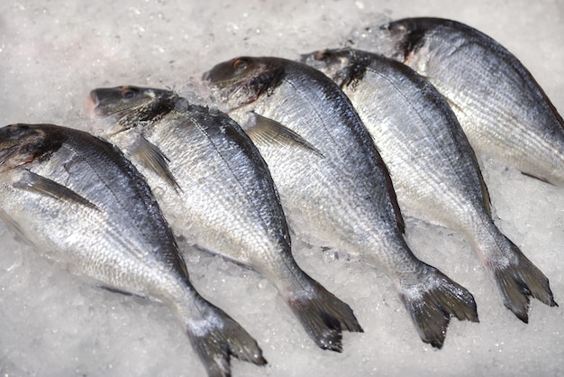 Fresh sea bream in ice