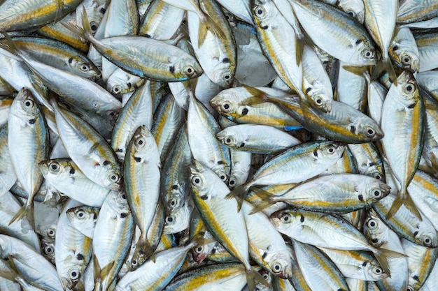 Fresh sea fish sold in the market.