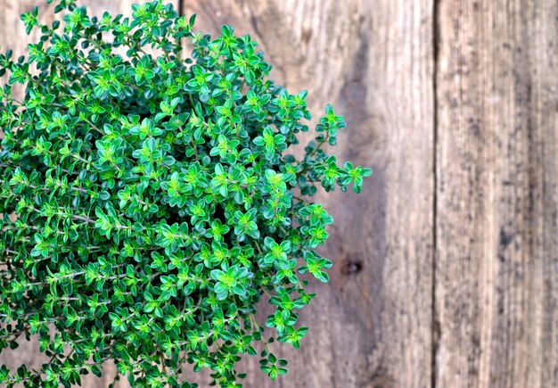 Fresh seedlings of aromatic lemon thyme on a wooden background.